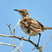 Galapagos Mockingbird